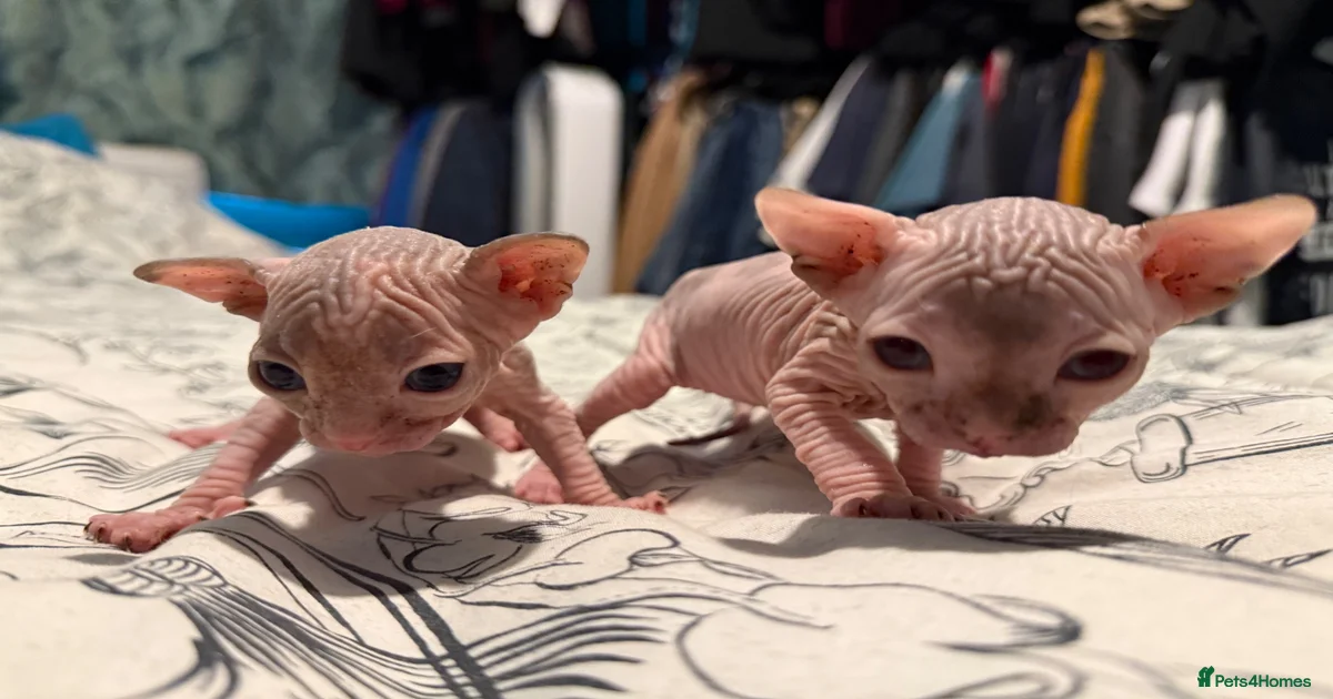 Sphynx Kittens for sale in England | Pets4Homes