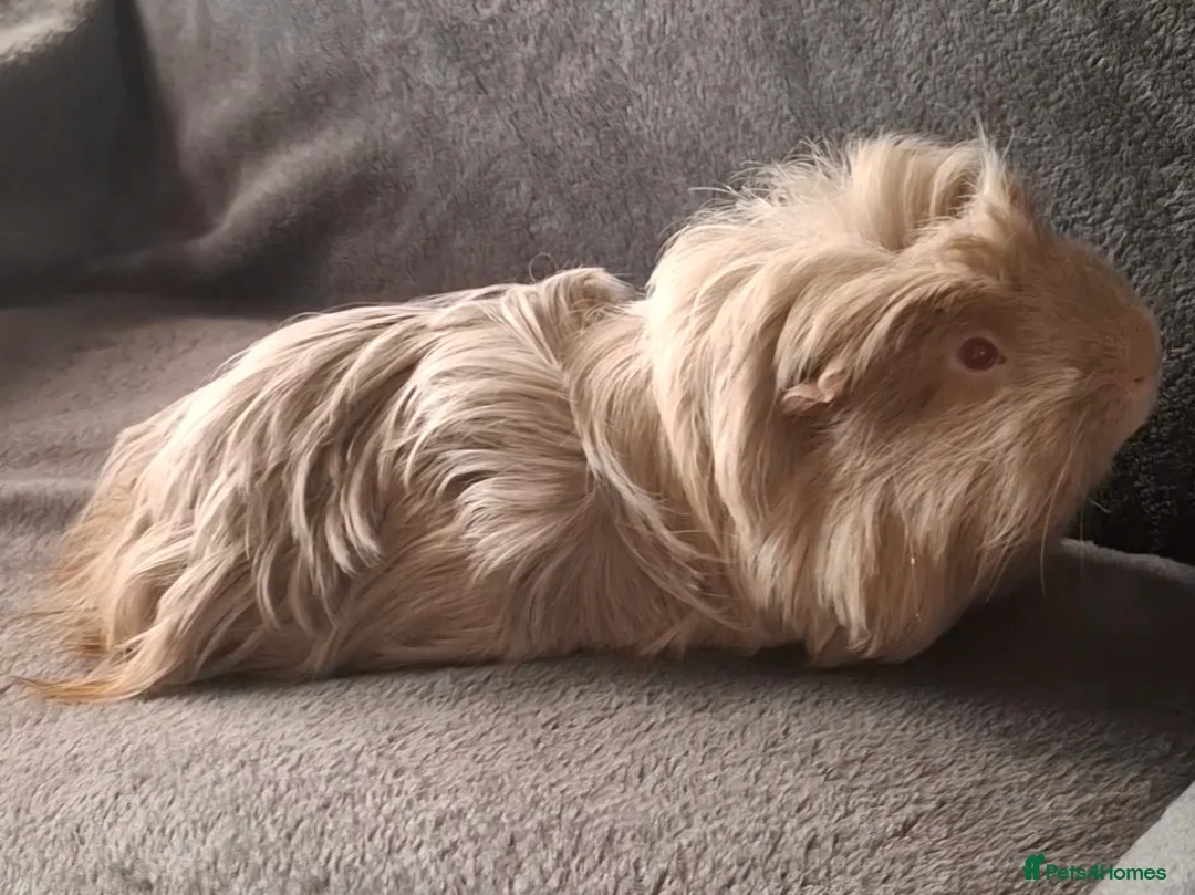 Guinea Pig rodents for sale: SOLD.    Bonded pair of guinea pigs young  - Advert 11