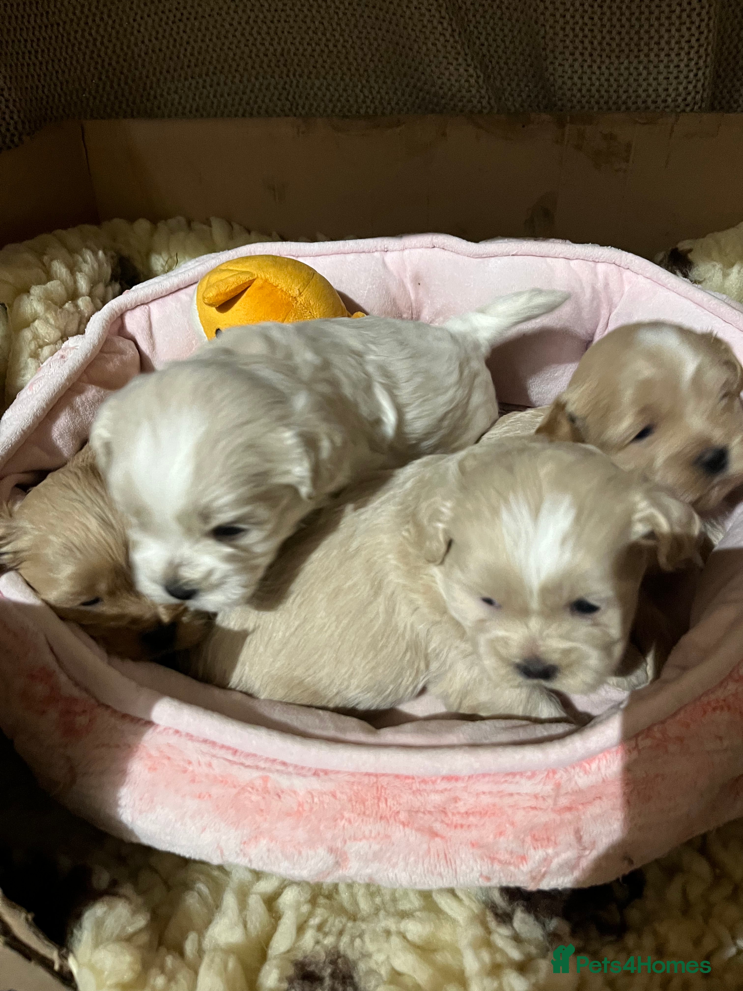 Shihpoo dogs Stunning Shih poo puppies  - Advert 7