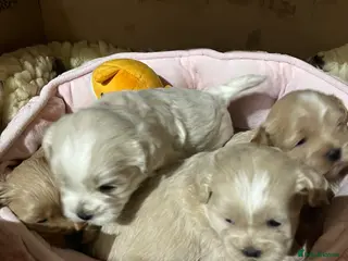 Shihpoo dogs Stunning Shih poo puppies - Advert 7