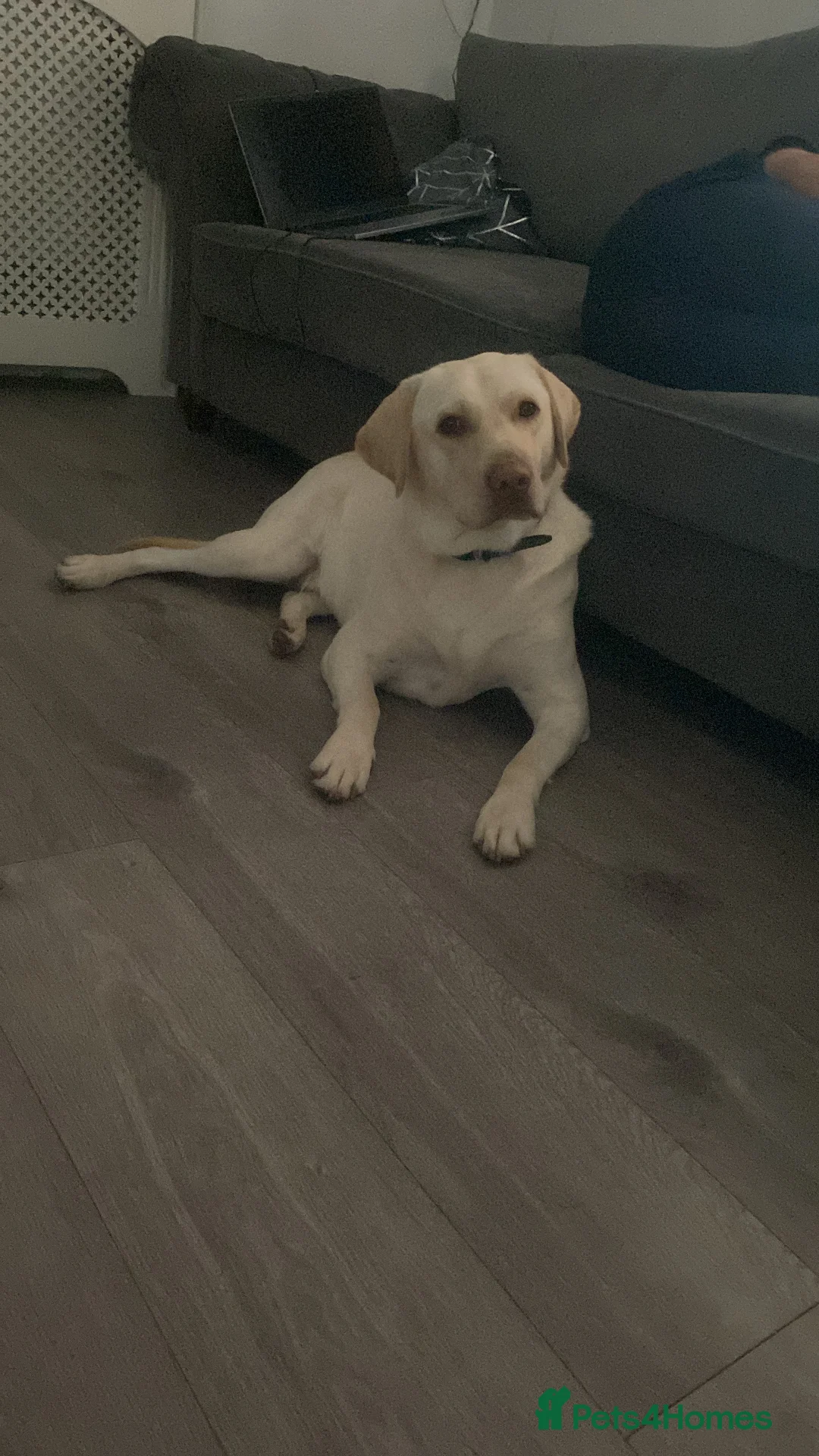 Labrador Retriever dogs for sale: 19 month old labrador ( Maverick) in Bristol - Advert 2