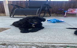 Cockapoo dogs for sale: Beautiful F1B Cockerpoos🐶 - Image 31