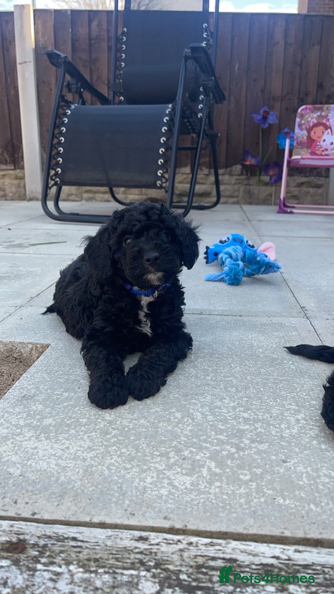 Cockapoo dogs for sale: Beautiful F1B Cockerpoos🐶 - Image 31