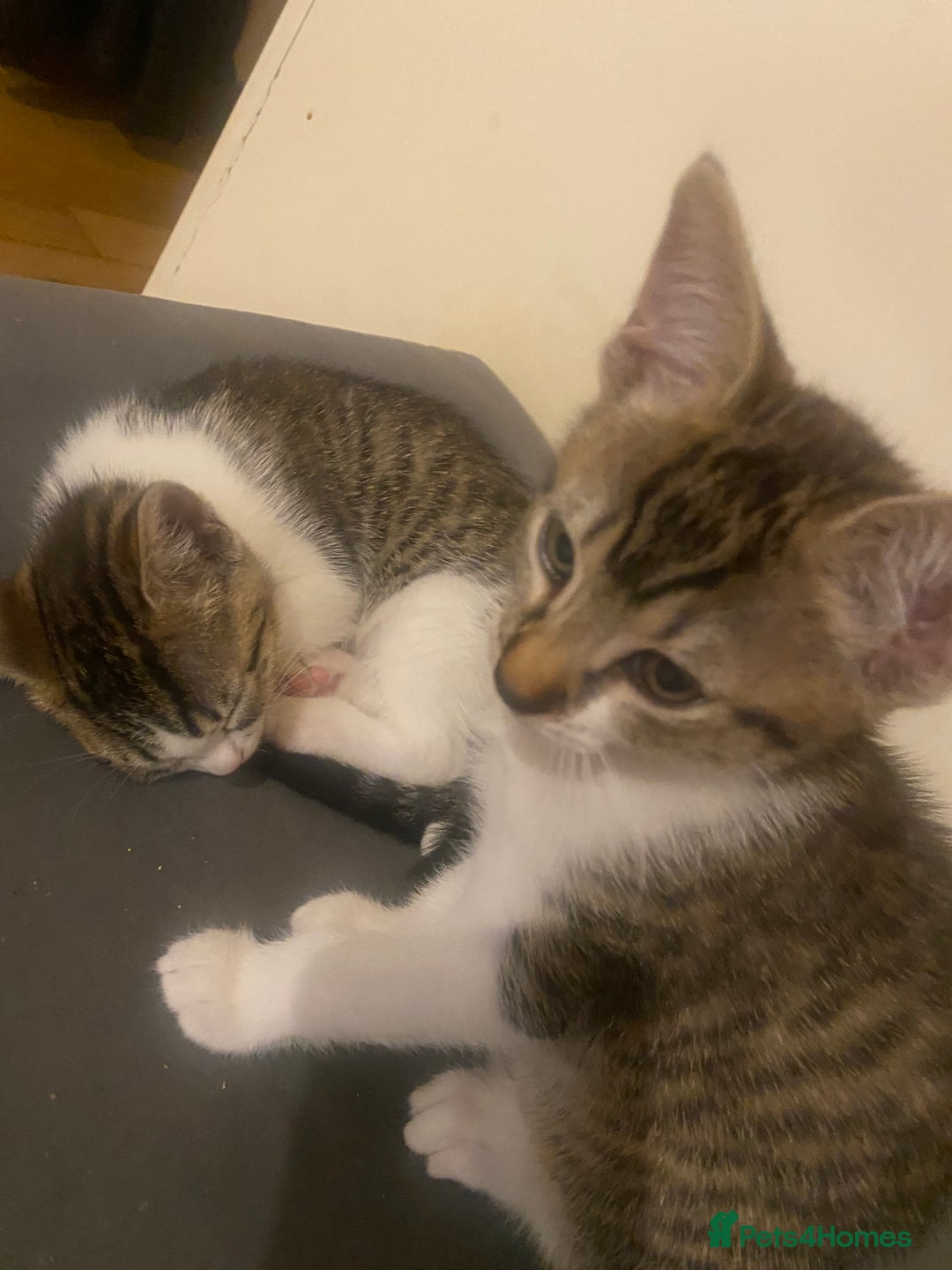 Mixed Breed cats for sale: Kittens mixed breed 2 ❤️ - Advert 6