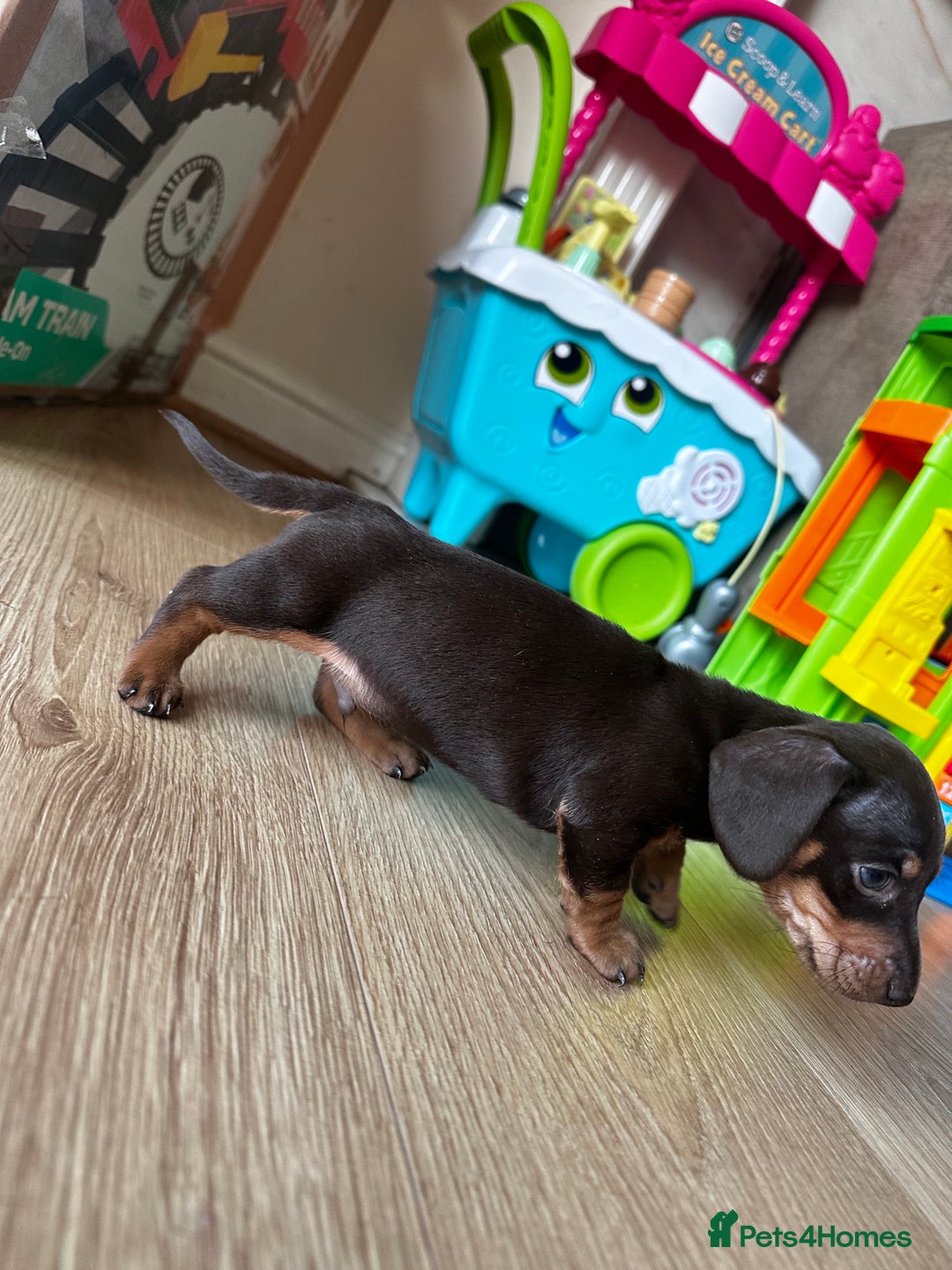 Dachshund dogs for sale: Perfect home  - Advert 2