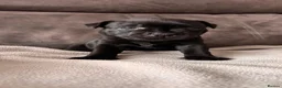 Staffordshire Bull Terrier dogs for sale: 🥇 A true litter of champions 🥇 in Rochester - Advert 7