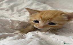 Mixed Breed cats for sale: Kittens for sale  - Image 9