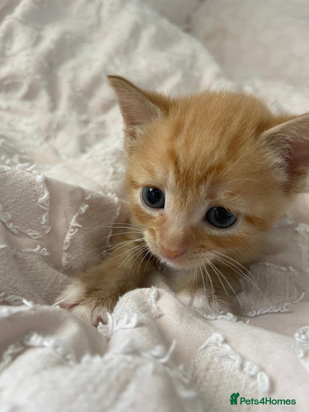 Mixed Breed cats for sale: Kittens for sale  - Image 9
