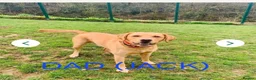 Labrador Retriever dogs for sale: 🐾 KC Registered Labrador Puppies – Red/Yellow 🐾 - Advert 3