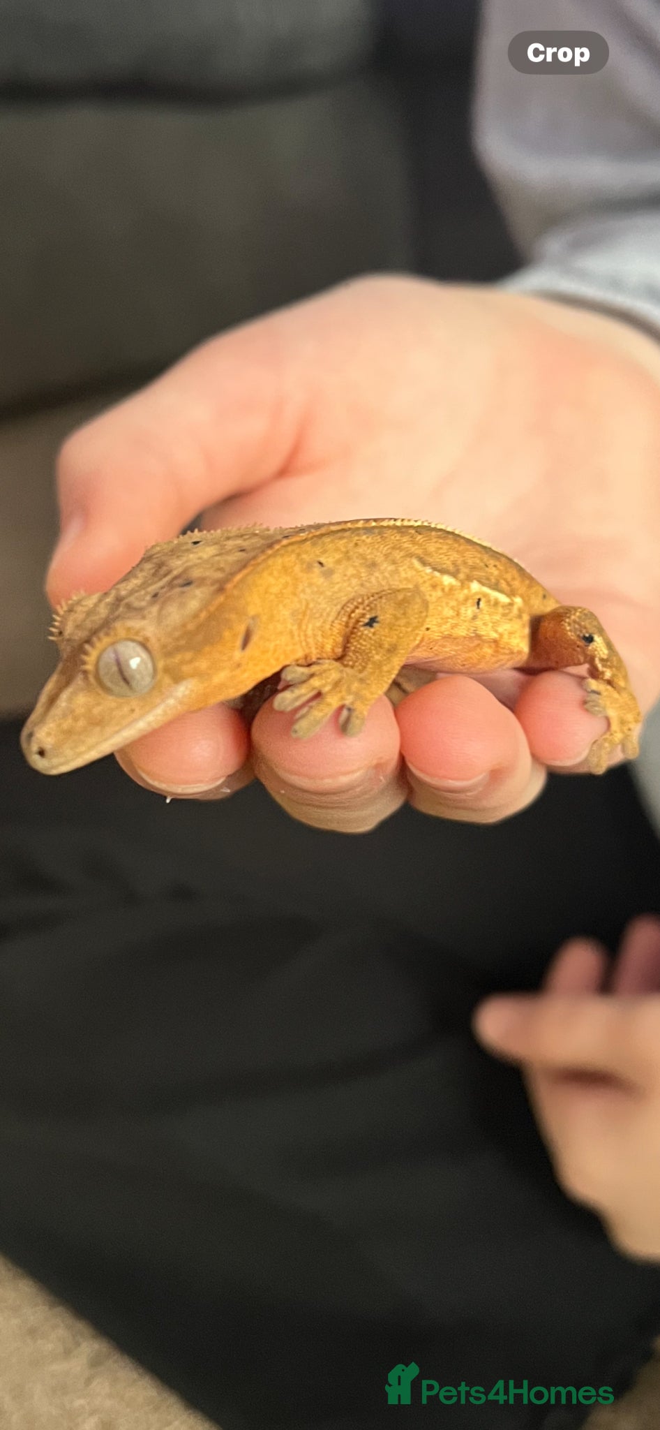 Gecko reptiles Crested gecko  - Advert 1