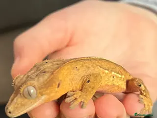 Gecko reptiles Crested gecko - Advert 4