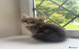 British Shorthair cats for sale: British shorthair x Persian  - Image 2