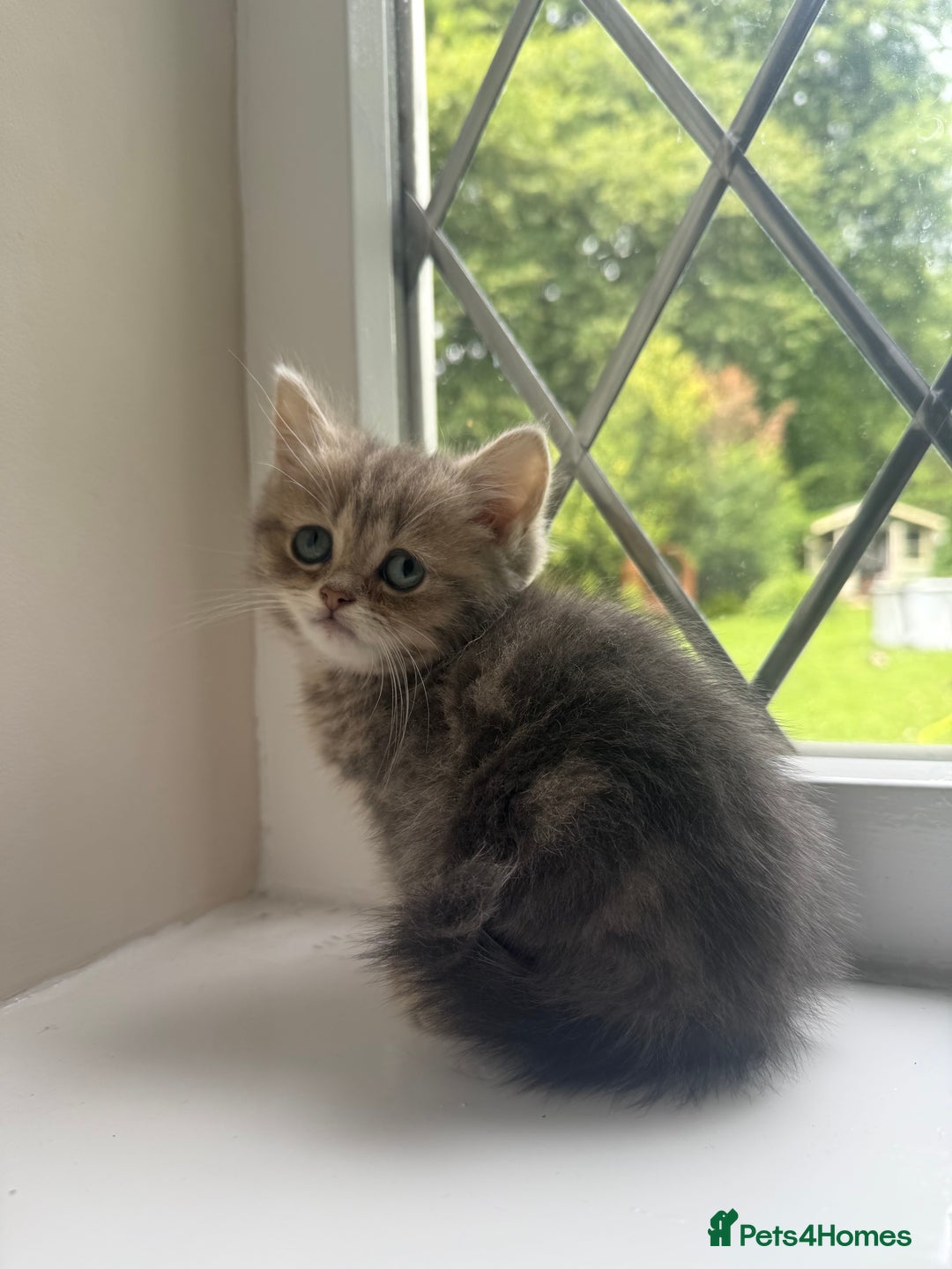 British Shorthair cats for sale: British shorthair x Persian  - Image 2