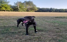Mixed Breed dogs for sale: Lurcher in need of a new home - Image 2