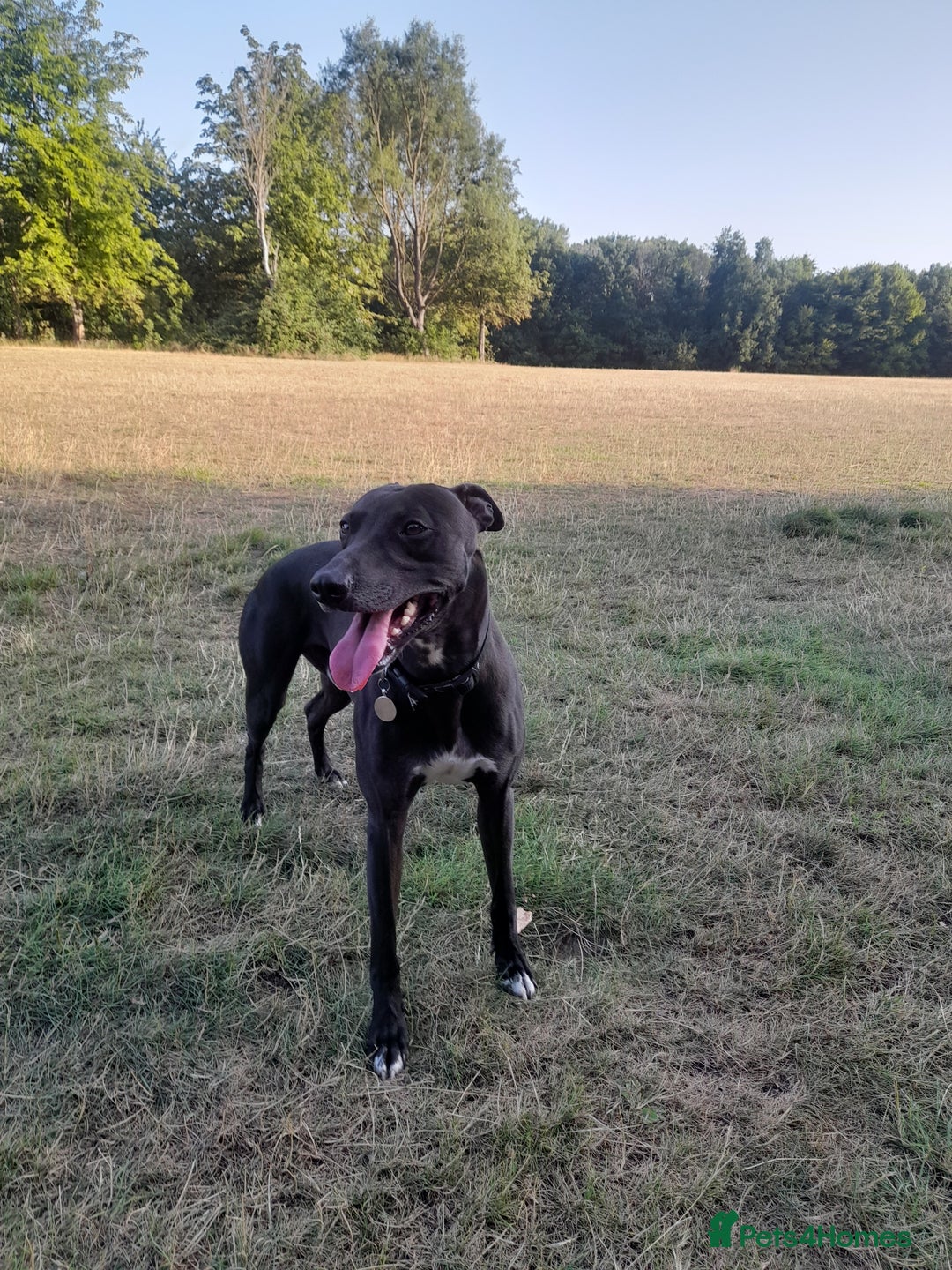 Mixed Breed dogs for sale: Lurcher in need of a new home - Image 2