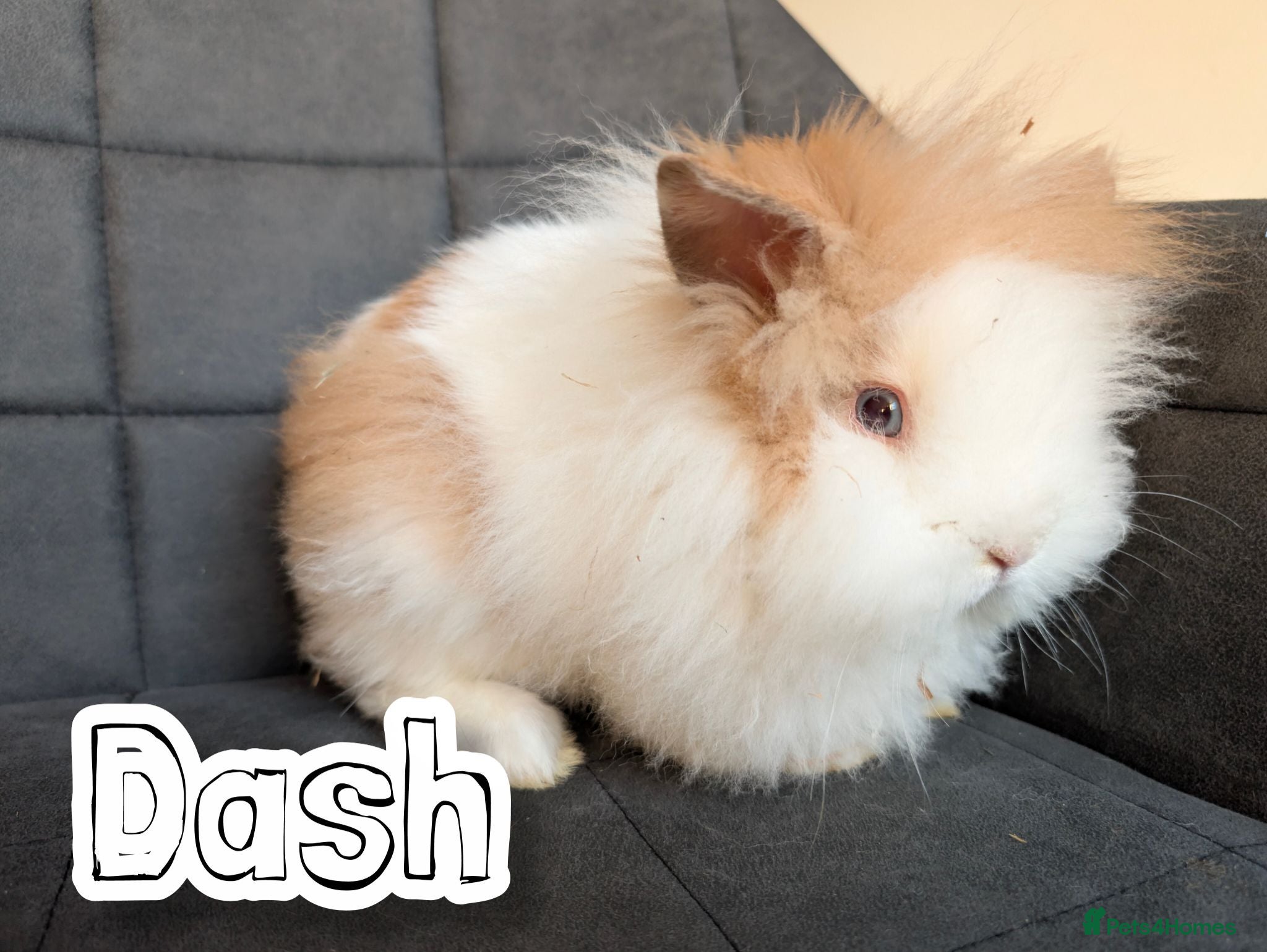 Lionhead rabbits Beautiful Double-maned Lionhead Rabbits for Sale - Advert 1