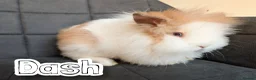 Lionhead rabbits for sale: Beautiful Double-maned Lionhead Rabbits for Sale - Advert 1