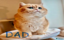 Scottish Fold cats for sale: 😻Pure breed Stunning Scottish straight angels 😻 - Image 21