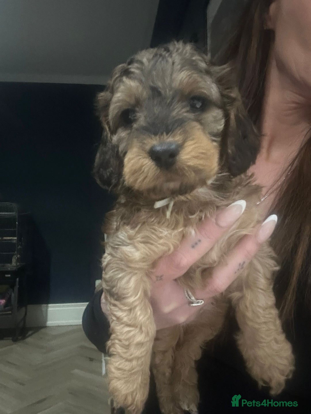 Cockapoo dogs for sale: Stunning F1 Cockerpoo Puppies  - Advert 21