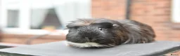 Guinea Pig rodents for sale: Guinea Pigs Looking For New Homes - Advert 4