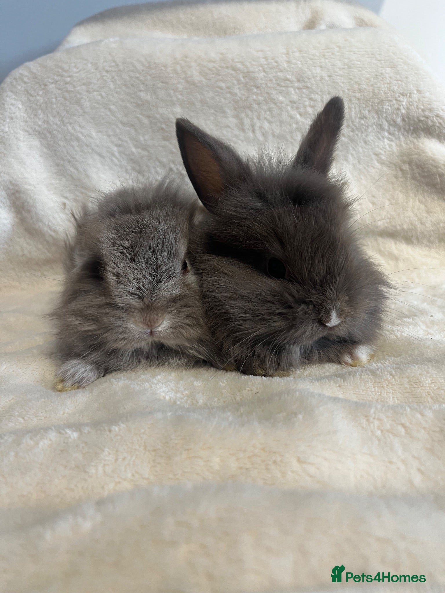 Mini Lion Lop rabbits Lion lops for sale - Advert 11