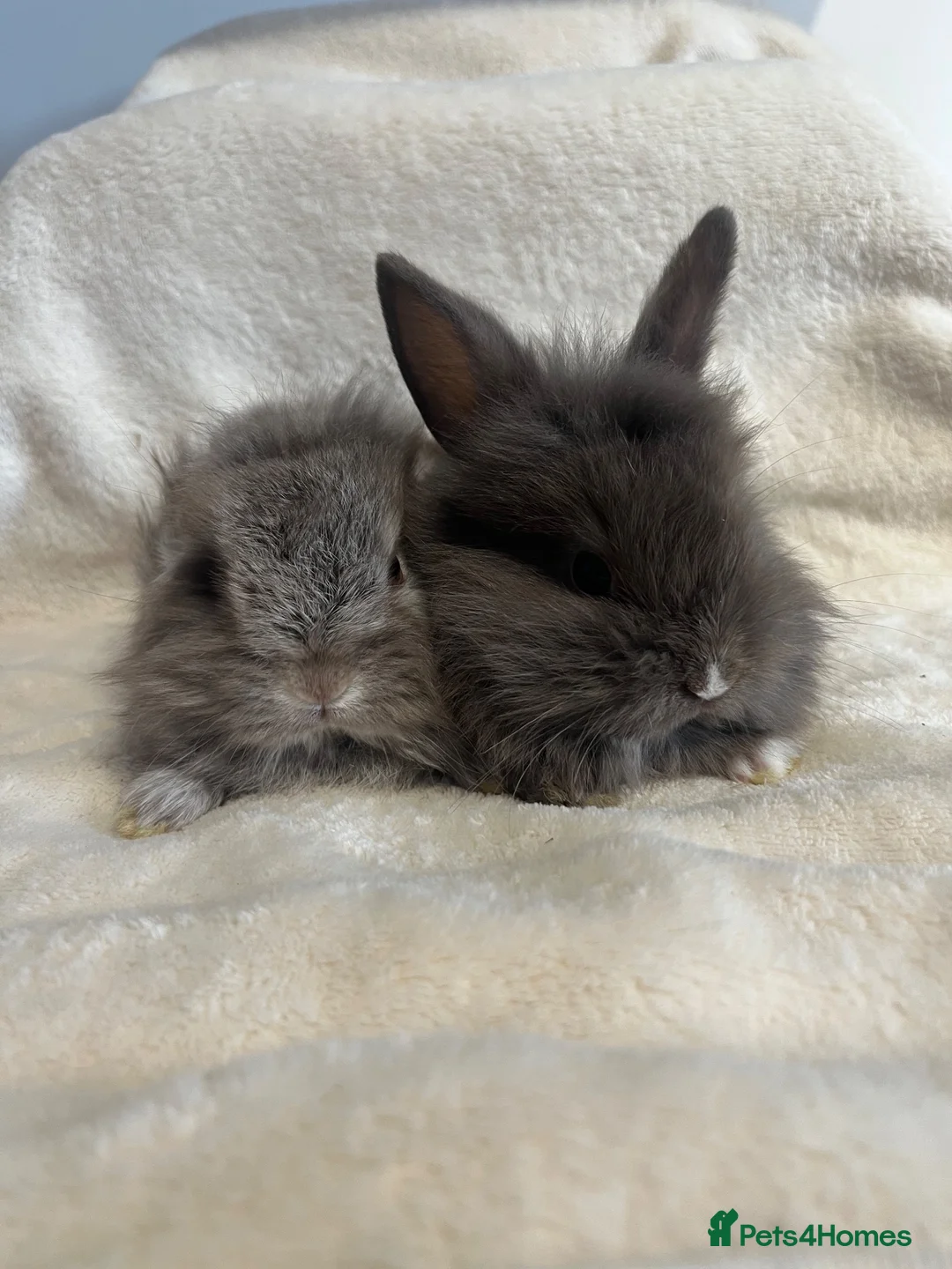 Mini Lion Lop rabbits for sale: Lion lops for sale - Advert 2