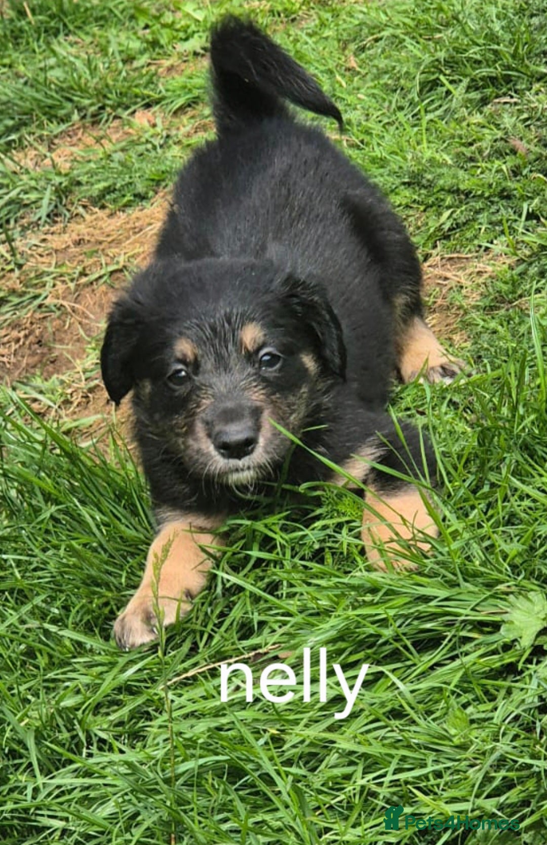 Mixed Breed dogs for sale: Golden Retrievers X Red & White Boarder Collie - Image 12