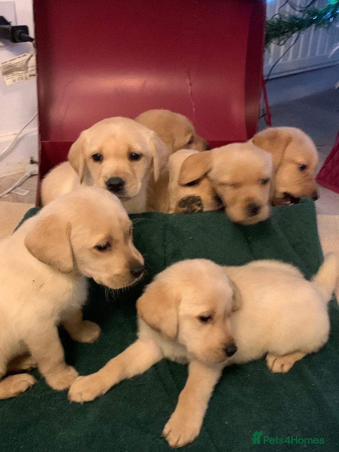 Labrador Retriever dogs for sale: Labrador puppies for sale - Advert 4