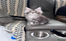 Maine Coon cats for sale: 1 beautiful Male kitten left - Image 16
