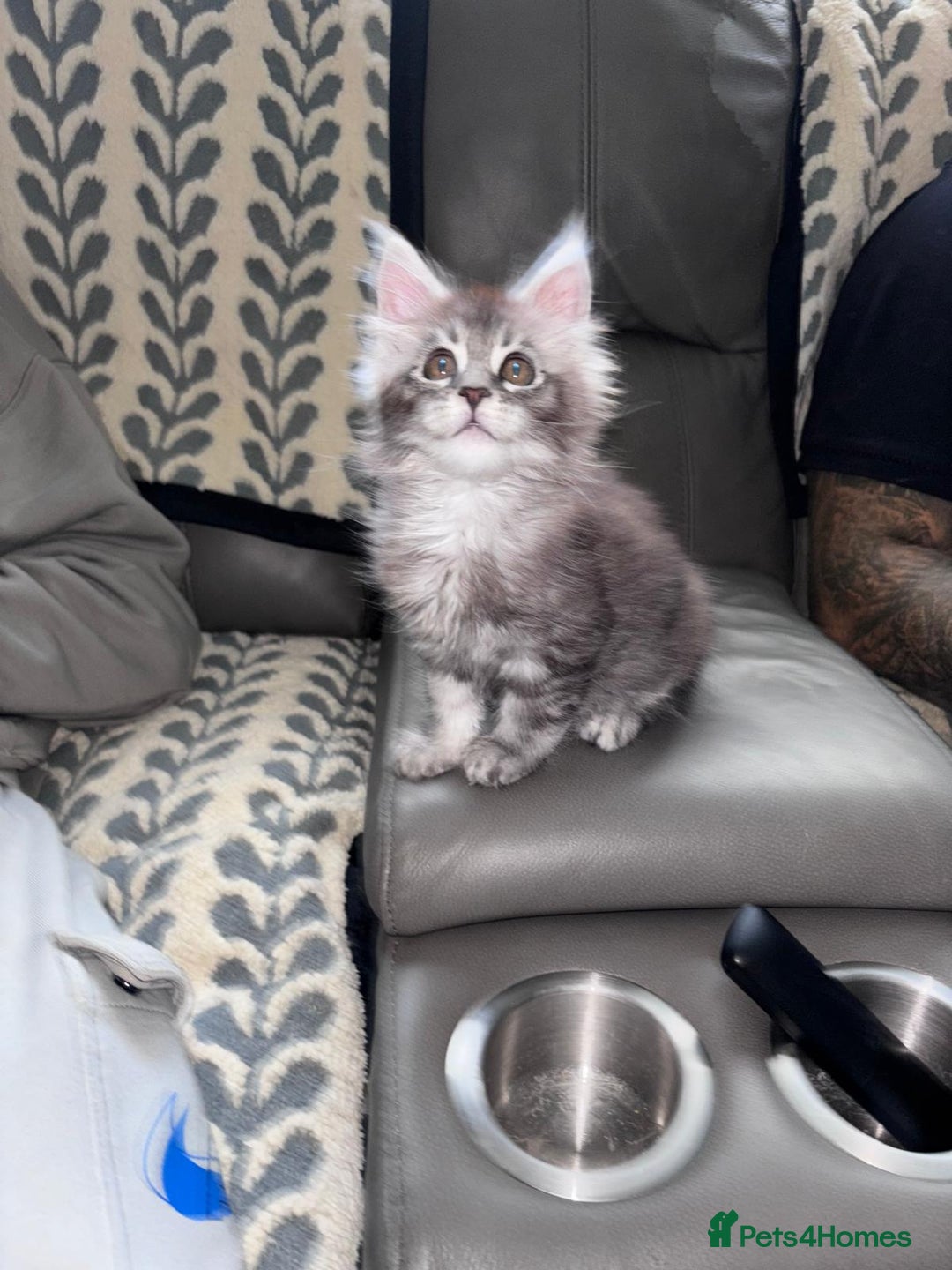 Maine Coon cats for sale: 1 beautiful Male kitten left - Image 16
