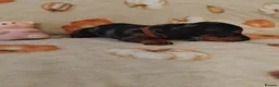 Miniature Dachshund dogs for sale: Miniat Dachshund puppy READY TO LEAVE  - Advert 27