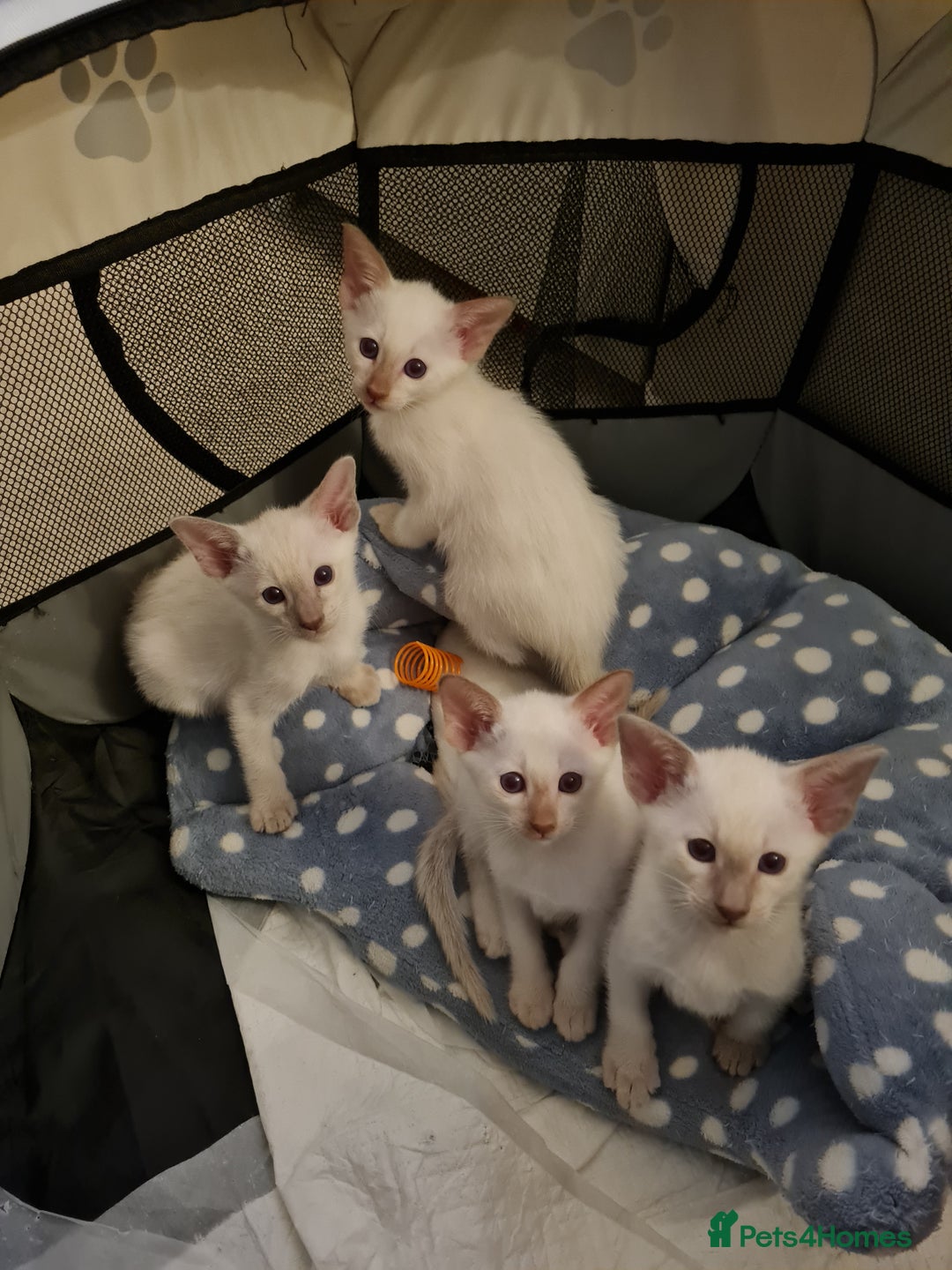 Siamese cats for sale: Siamese kittens 2 Chocolatepoint, 2 boys Bluepoint - Image 2