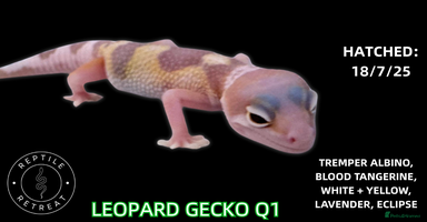Leopard Gecko reptiles - Advert 5