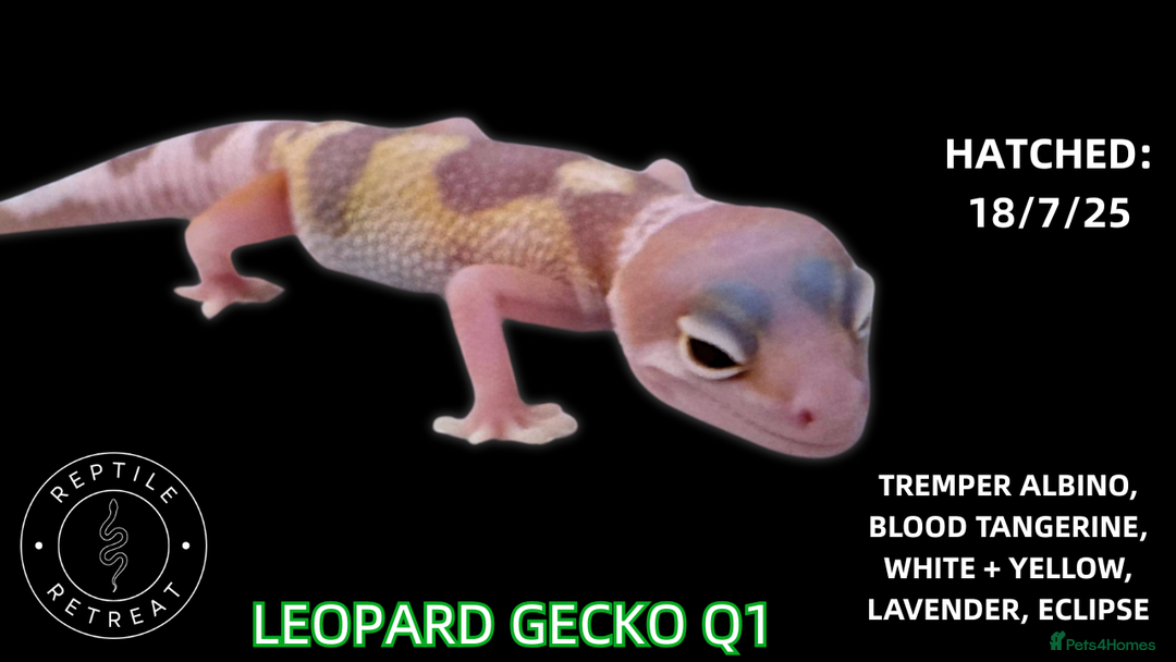 Leopard Gecko reptiles for sale: BABY LEOPARD GECKOS!! - Image 4