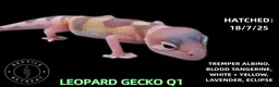 Leopard Gecko reptiles for sale: BABY LEOPARD GECKOS!! - Advert 13