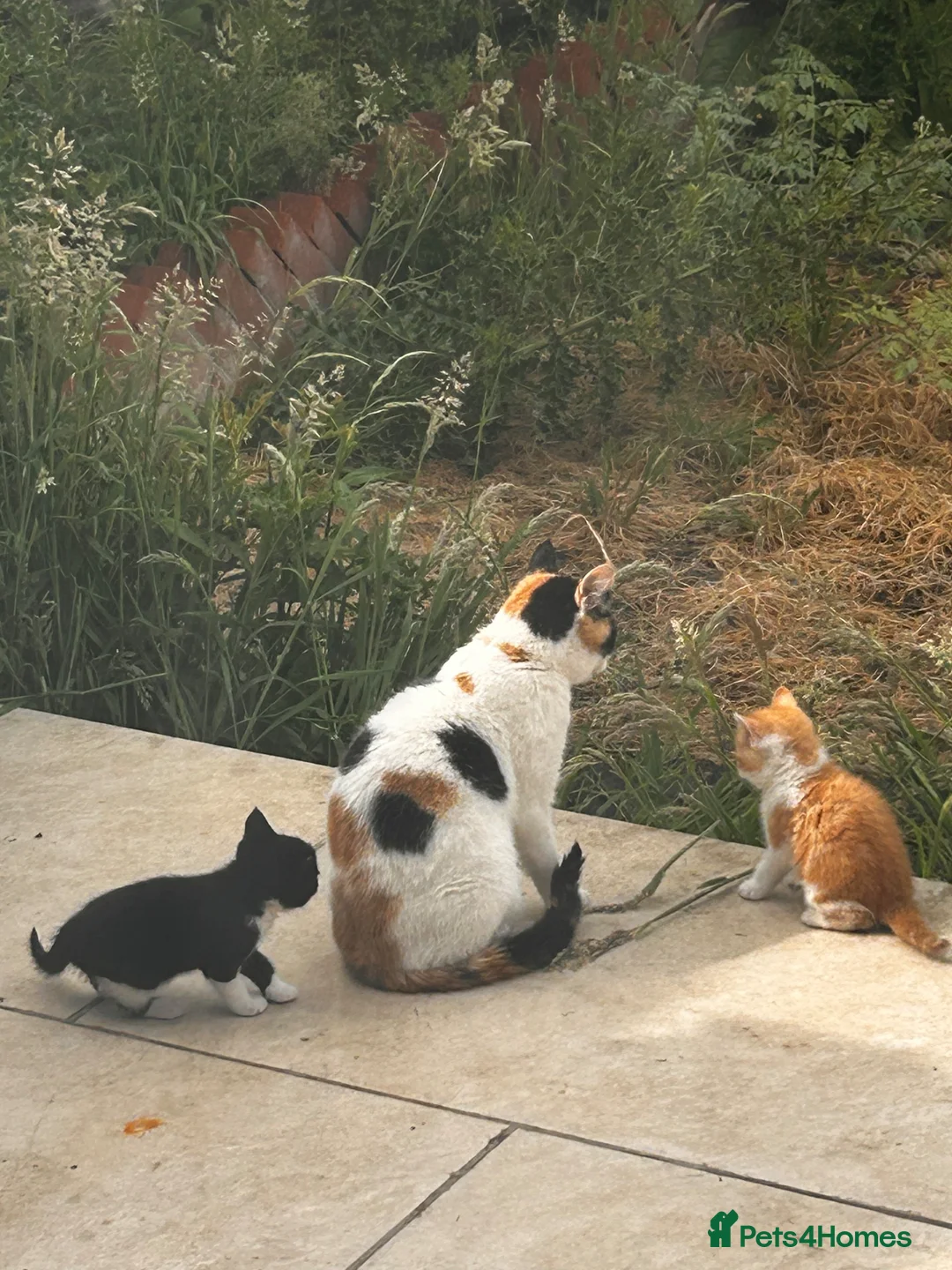 British Shorthair cats for sale: Four 10 weeks old Kittens  in Greenford - Advert 13