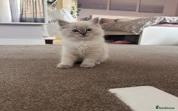 Ragdoll cats for sale: Ragdoll female kitten READY TO GO - Image 3