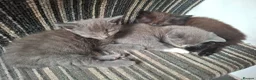 Mixed Breed cats for sale: FLUFFY MAINE COON CROSS KITTENS - Advert 28