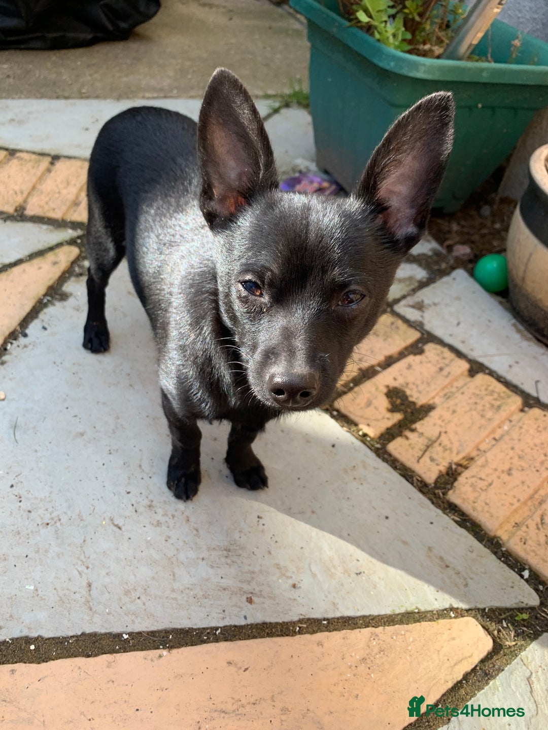 Pomchi dogs for sale: 2 years 11 months old male pomchi - Image 3