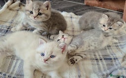 British Shorthair cats for sale: Beautiful BSH Kittens - Image 28