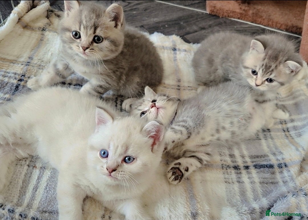 British Shorthair cats for sale: Beautiful BSH Kittens - Image 28