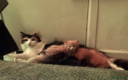 Mixed Breed cats for sale: The cutest Mixed Kittens - Image 6