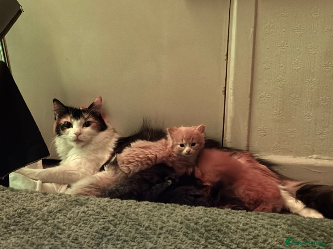 Mixed Breed cats for sale: The cutest Mixed Kittens - Image 6