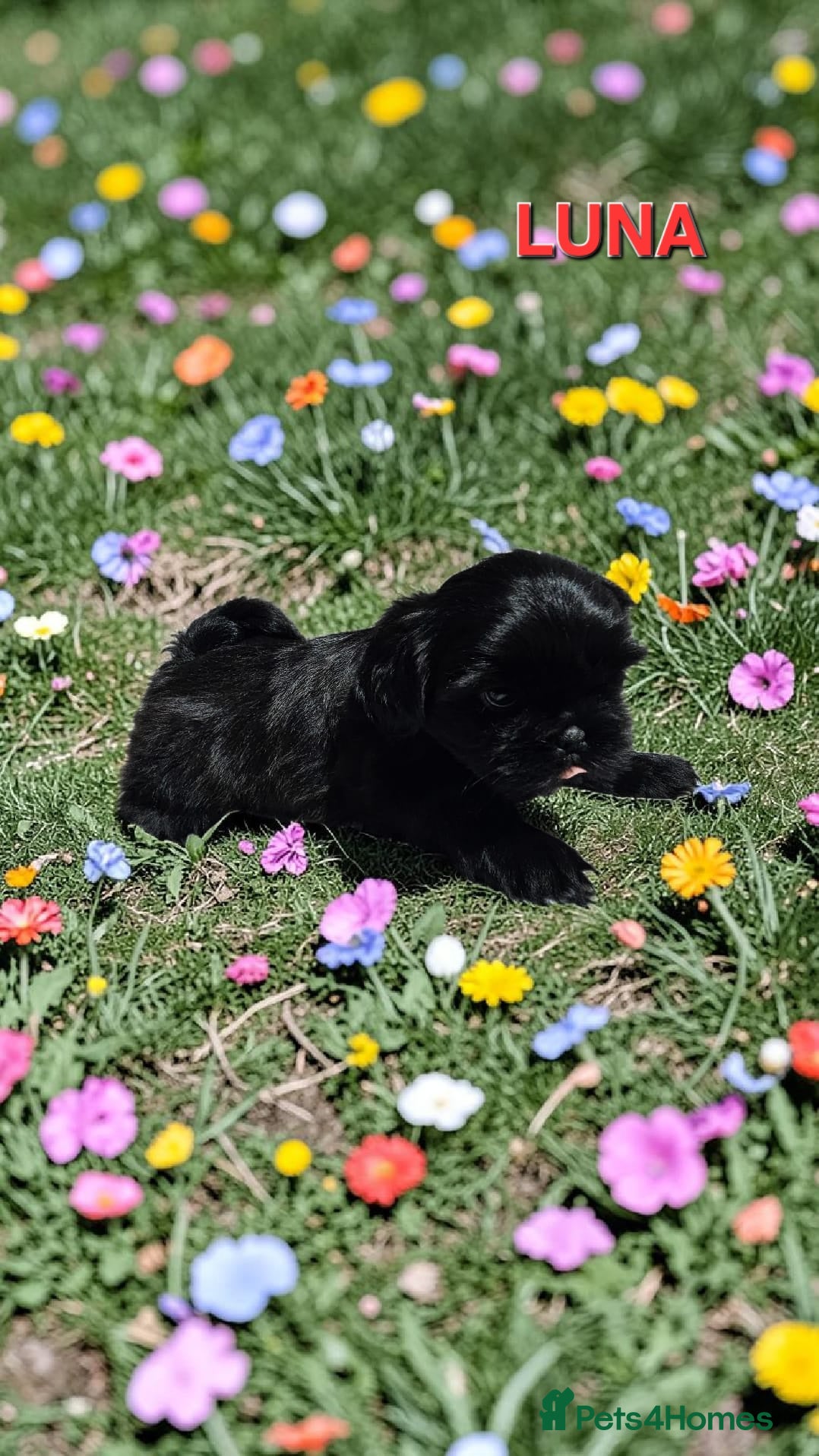 Shih Tzu dogs STUNNING PURE STANDARD SHIH TZU  - Advert 10