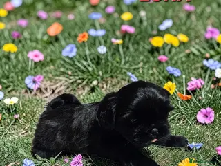 Shih Tzu dogs STUNNING PURE STANDARD SHIH TZU - Advert 10