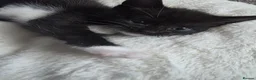 British Shorthair cats for sale: Five tuxedo  kittens  - Advert 5