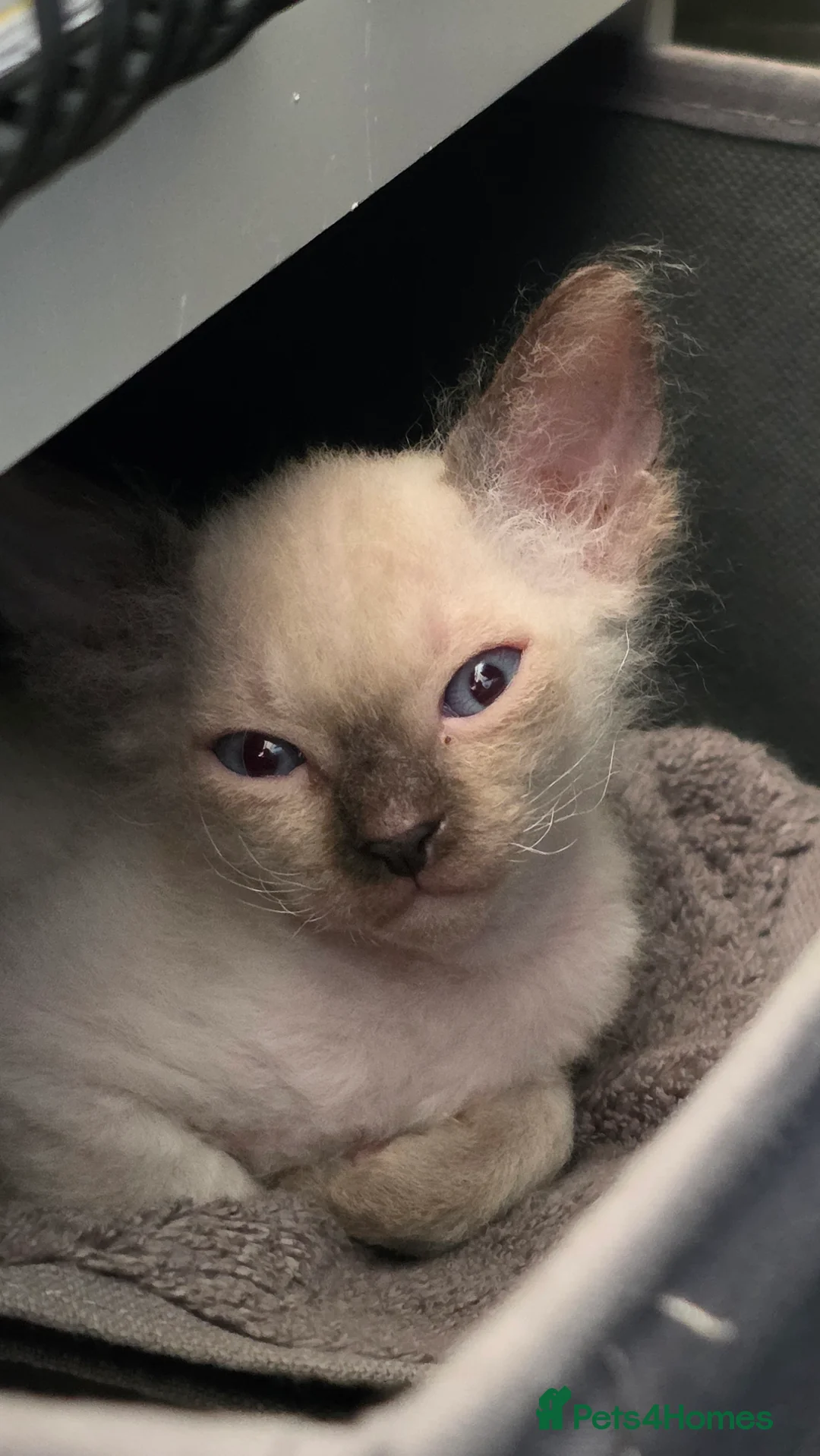 Sphynx cats for sale: Adorable Sphinx kittens  - Advert 18