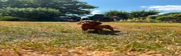 Cockapoo dogs for sale: ❤️ Stunning Health-Tested Red Cockapoo Puppies ❤️ in Edenbridge - Advert 10