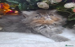 Persian cats for sale: Two beautiful boy kittens  - Image 3