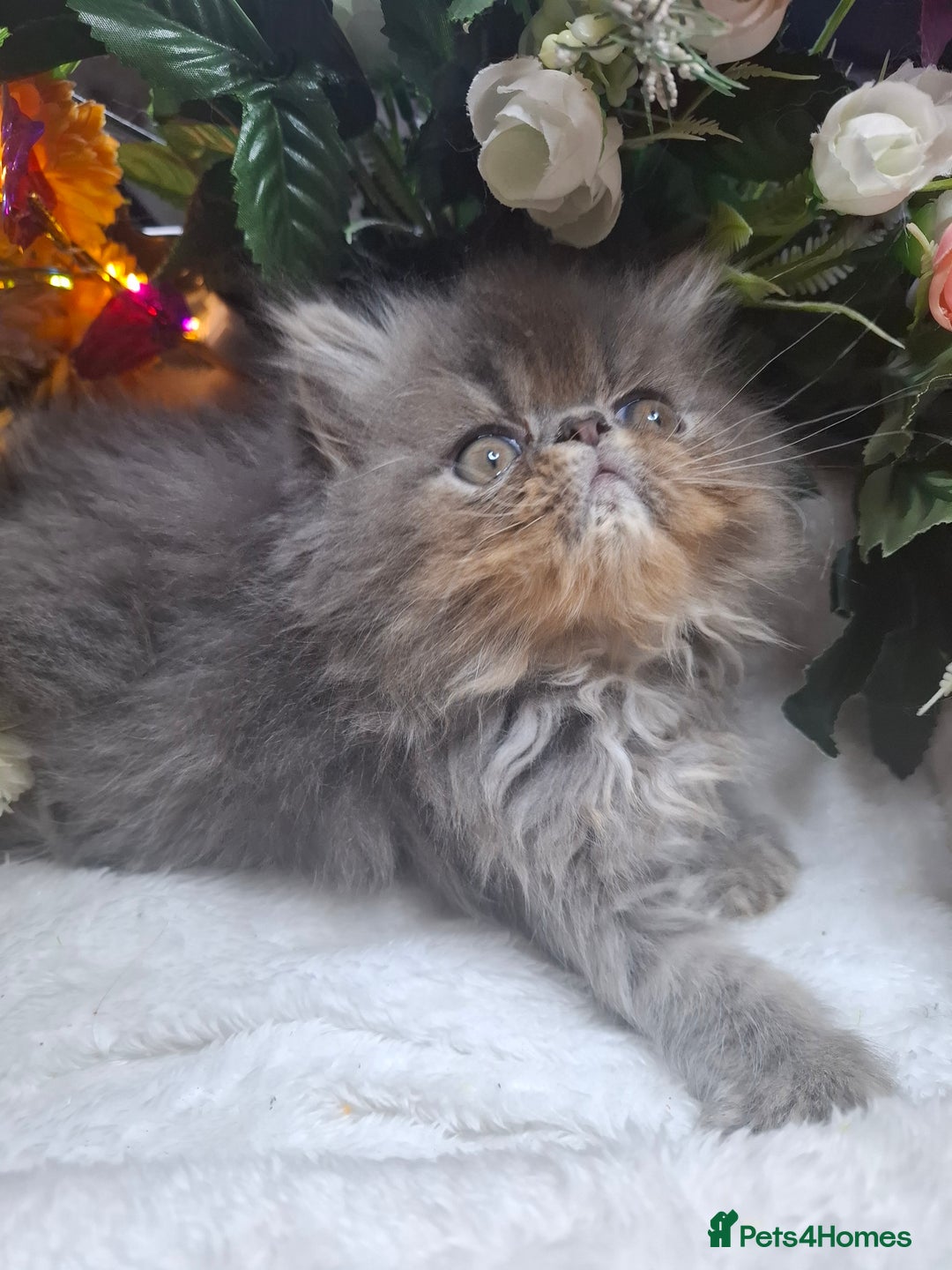 Persian cats for sale: Two beautiful boy kittens  - Image 3